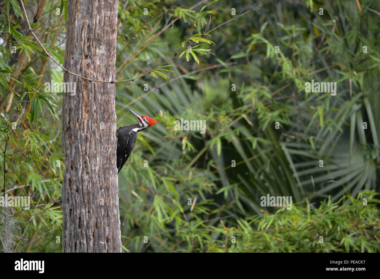Pileated Woodpecker roter Vogel Flaming Crest Profil Farbfoto tagsüber im Freien Florida unter der Leitung ist die größte gemeinsame Specht in Nordamerika Stockfoto