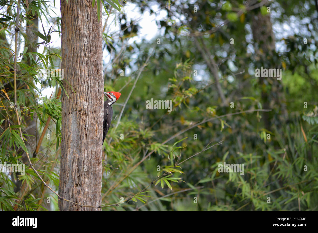 Tierwelt Natur Farbfoto tagsüber im freien Blick auf die Umgebung als Baumstamm gehockt, Stecker, rot flammenden Crest Pileated Woodpecker Fütterung Stockfoto