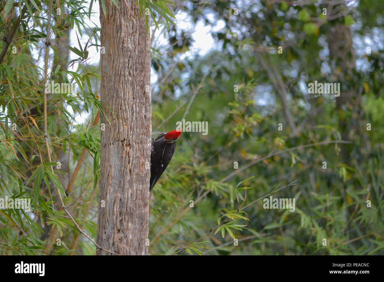 Wildlife Farbfoto Birdwatching Birding Ornithologie Gefieder Federn auffällige Männliche Pileated Woodpecker Größten Gemeinsamen Specht Nordamerika Stockfoto