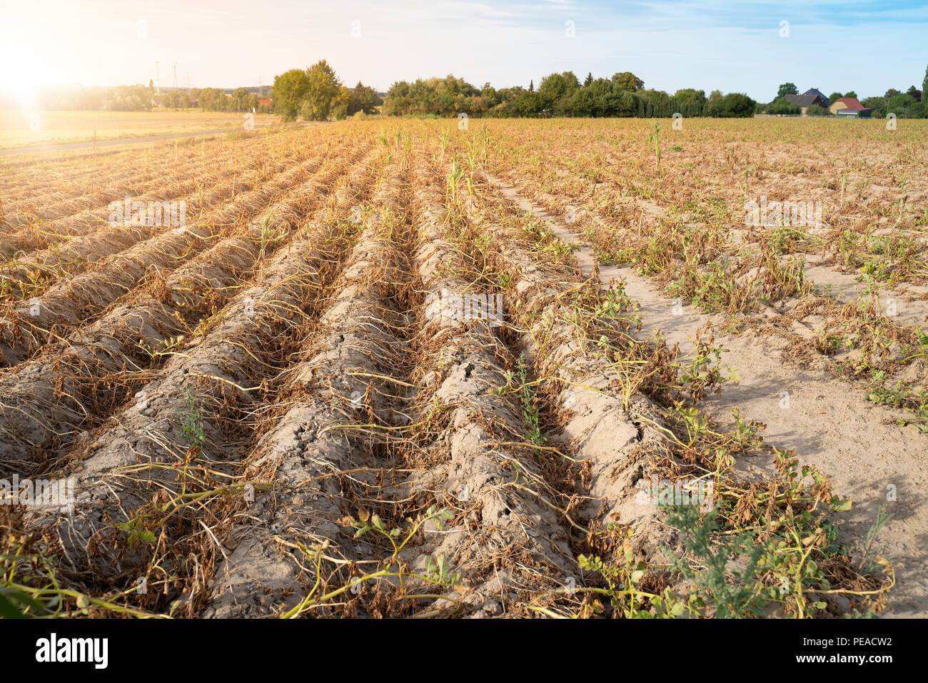 Landwirtschaft in Deutschland. Im heißen Sommer, die Trockenheit zerstört die kultivierten Pflanzen. Die Pflanzen werden in den Zeilen auf der trockenen, knusprigem Boden getrocknet. Stockfoto