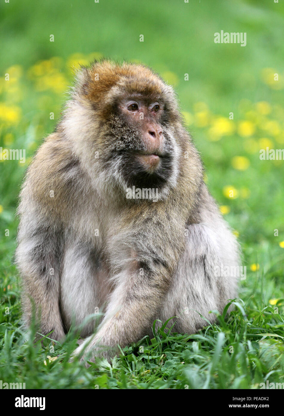 MONKEYING UM Stockfoto