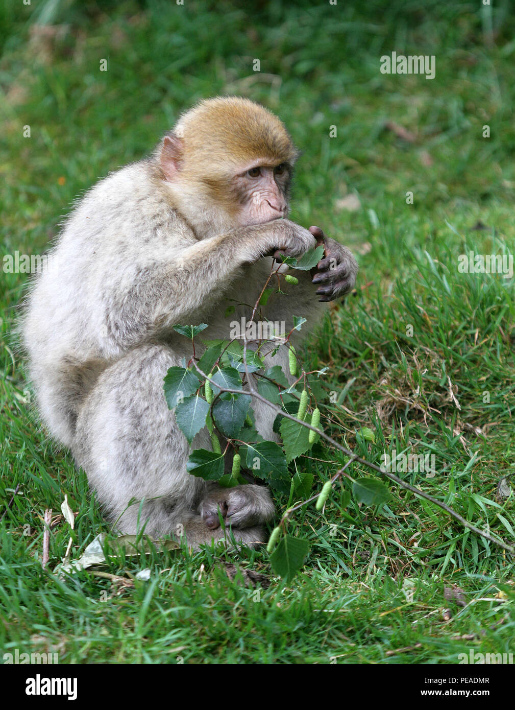 MONKEYING UM Stockfoto