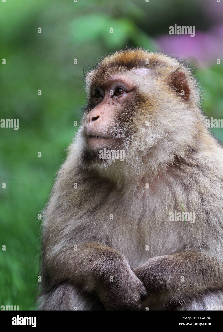 MONKEYING UM Stockfoto