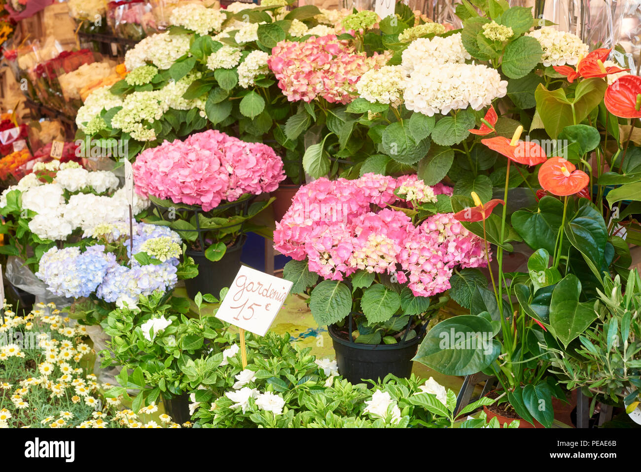 Bunte Vielfalt der Blumen in den Blumenmarkt verkauft. Stockfoto