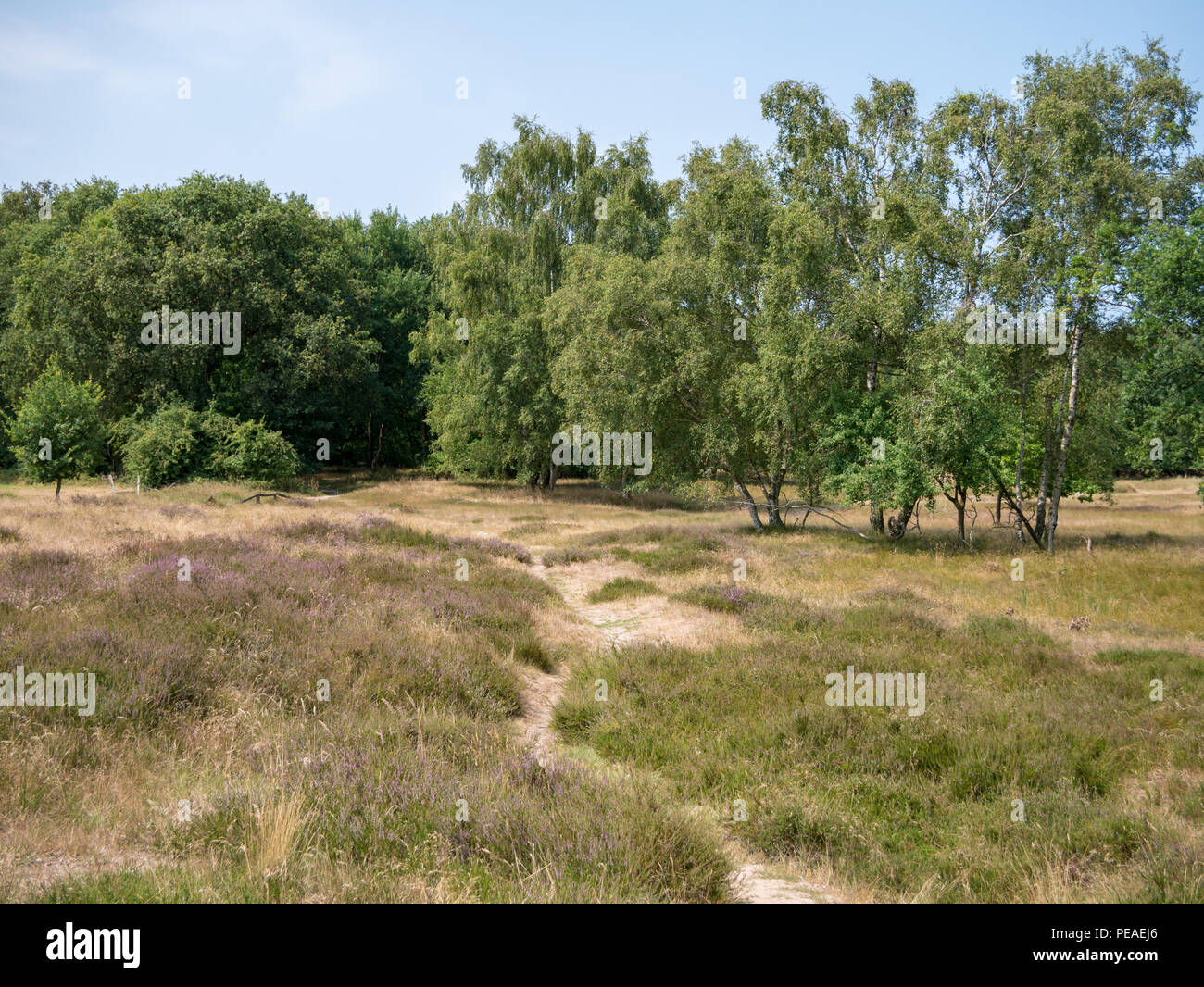 Sandigen weg im Naturschutzgebiet Boberg mit blühenden gemeinsame Heather und Birken bei schönem Wetter. Selektive konzentrieren. Stockfoto