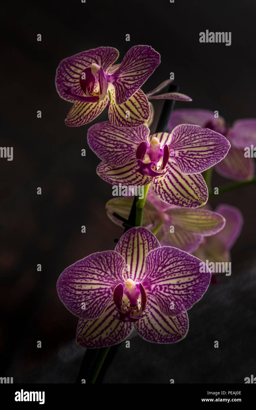 Pink Orchid Flower Bild Stockfoto