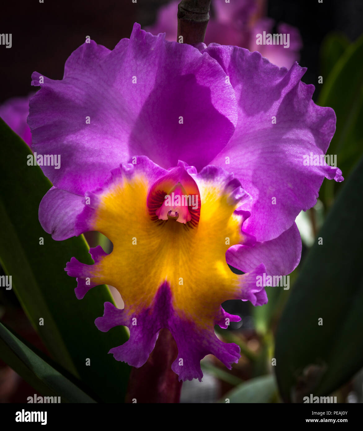 Pink Orchid Flower Bild Stockfoto