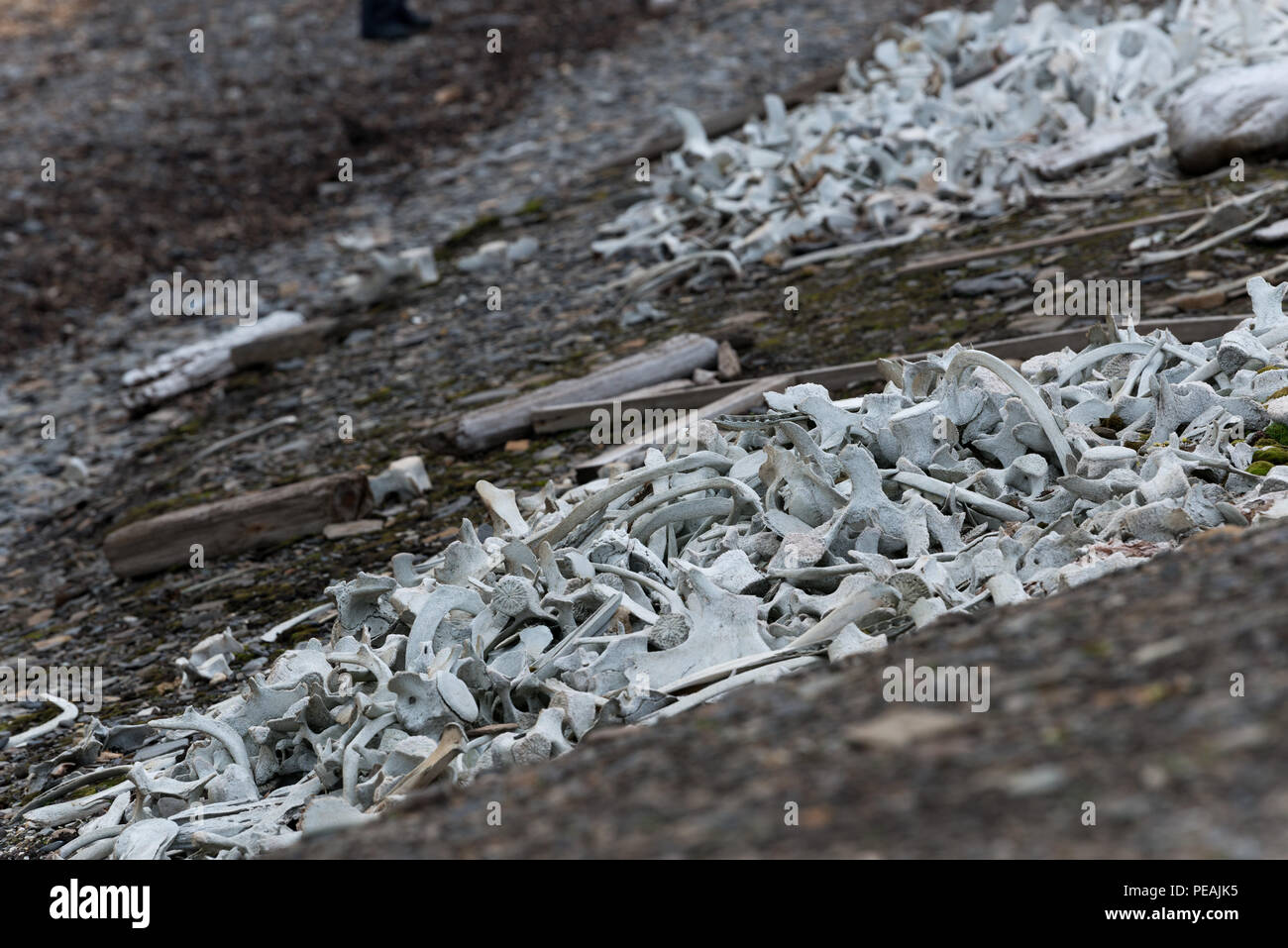 Beluga-Walknochen in der Nähe von Hütte Bamsebu, Ingebrigtsenbukta, Svalbard, Norwegen Stockfoto