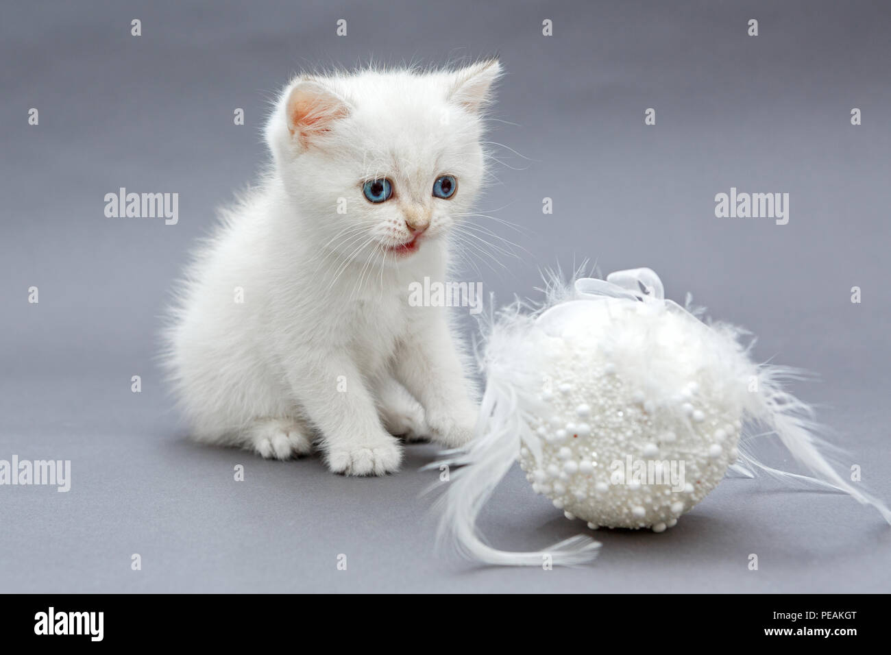 Weiße britische Kätzchen und Weihnachten Spielzeug auf grauem Hintergrund Stockfoto