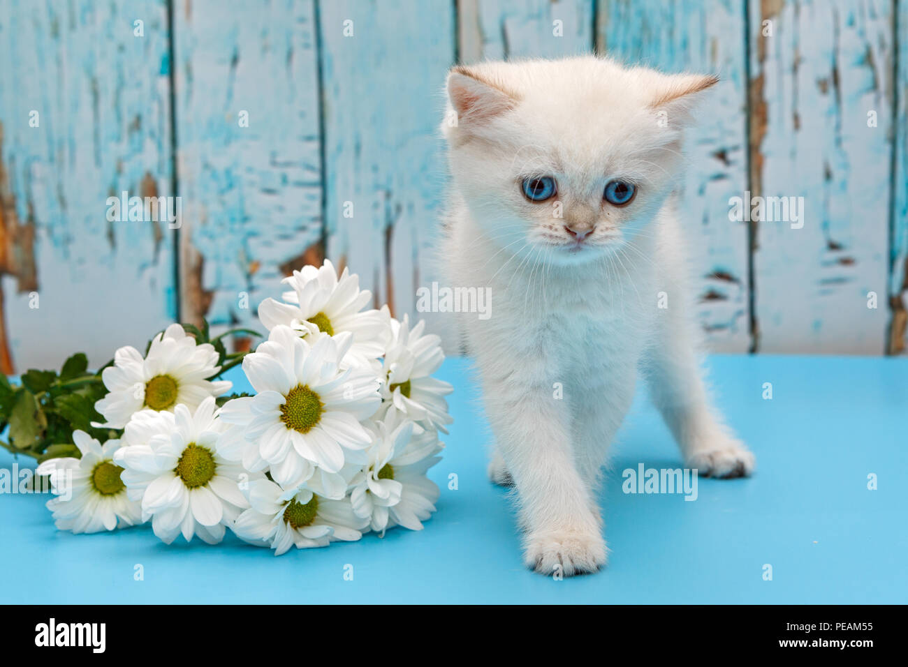 Britische Weiße Katze Mit Blauen Augen Und Blumen Auf Einem
