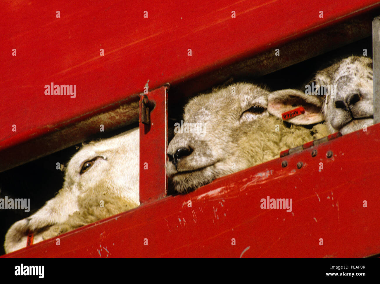 Export von lebenden Schafen, Brightlingsea, Essex, England, UK, GB. Stockfoto