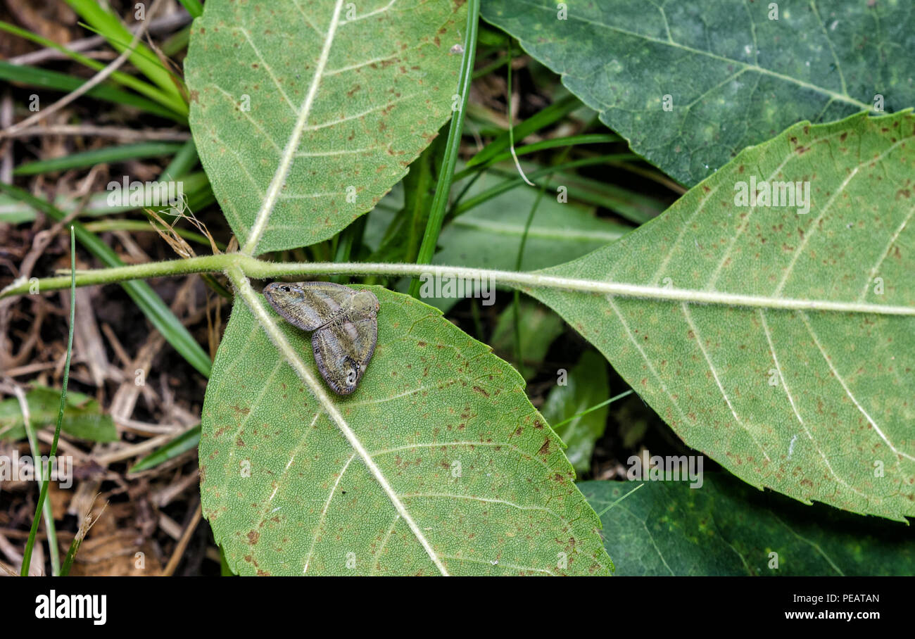 Kleiner Garten Insekt Ricania japonica - Japanische Planthopper Stockfoto