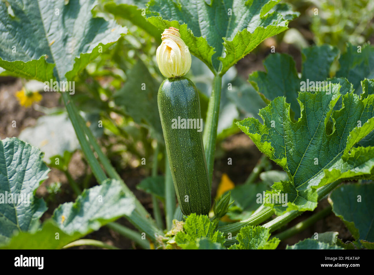 Zucchini und fleur Stockfotos und bilder Kaufen Alamy