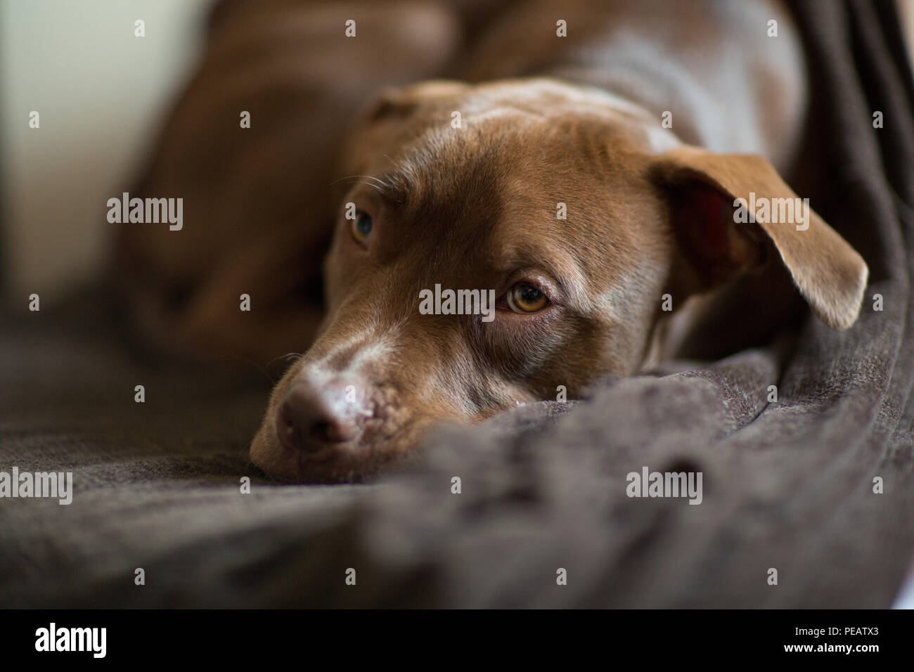 Süße braune Welpen Napping Stockfoto