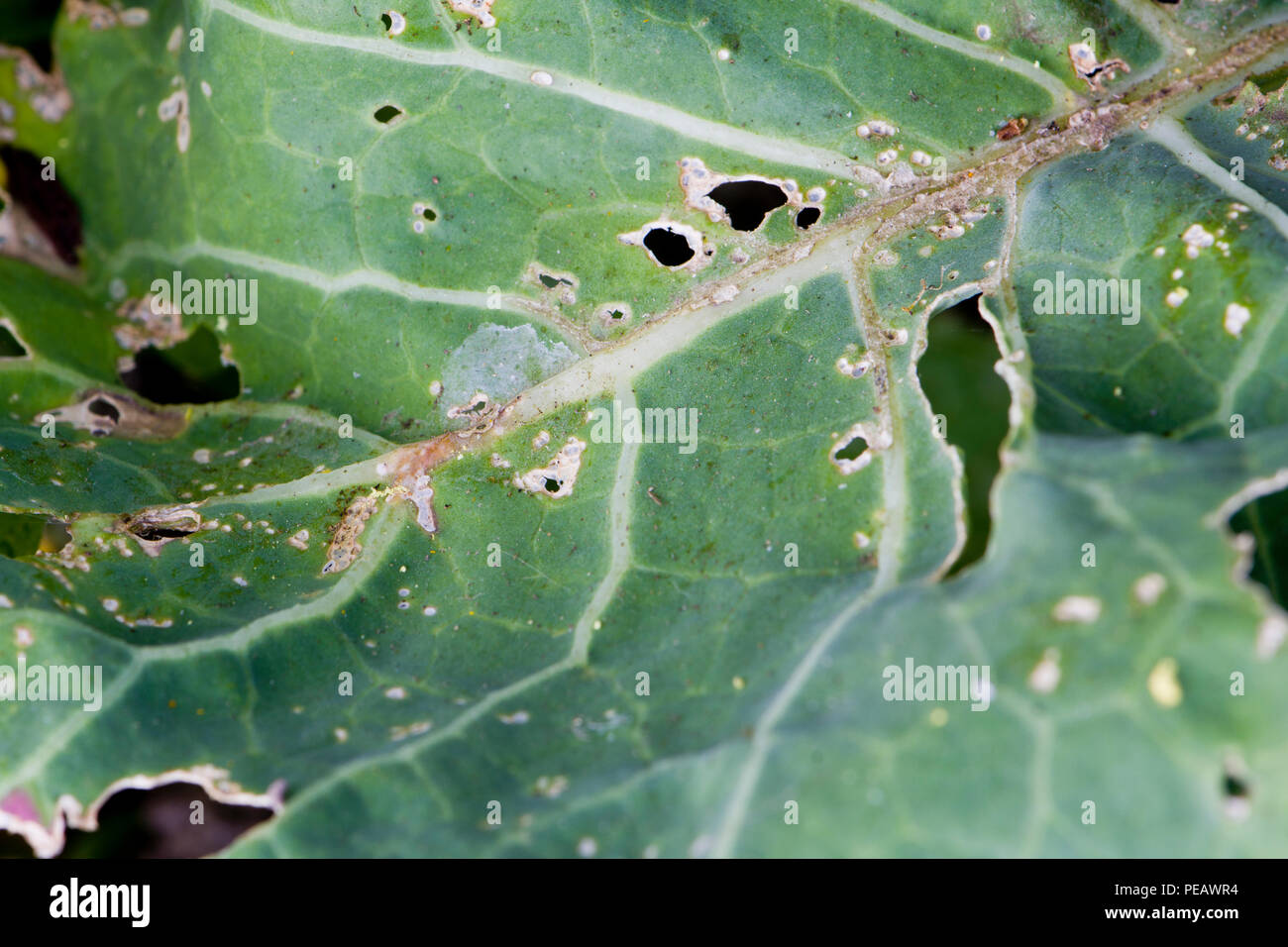 Schäden an einem brassica Blatt (Brassica oleracea)) von Kohl weißen Raupen und Flea beetle verursacht Stockfoto