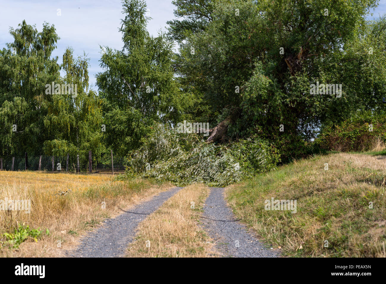 Einen umgestürzten Baum von einem starken Wind liegen auf einem Feldweg in einem Feld im westlichen Deutschland. Stockfoto