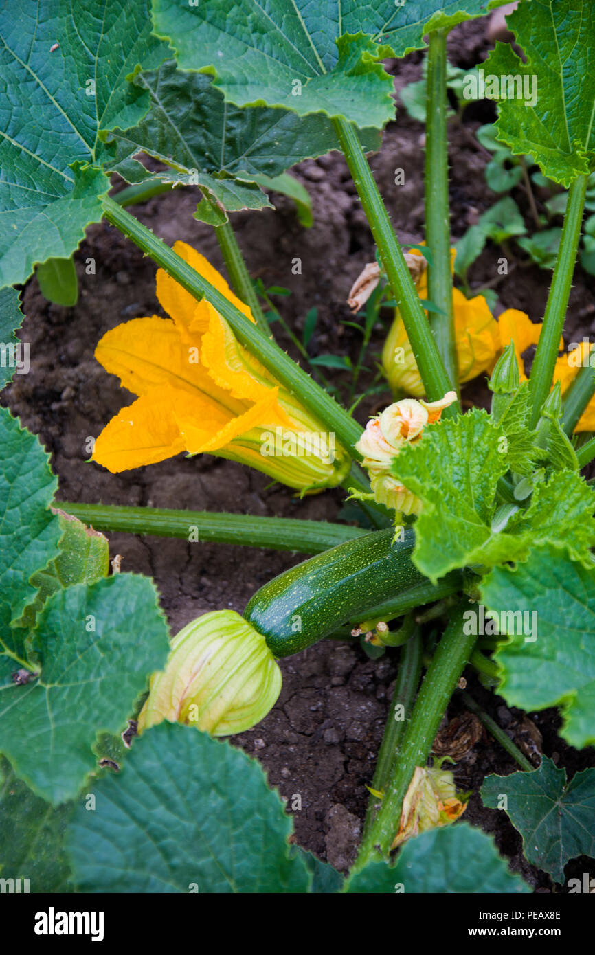 Zucchini und fleur Stockfotos und bilder Kaufen Alamy