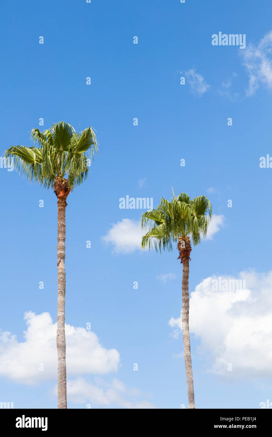 Palmen vor einem blauen Himmel mit weißen Wolken im Südwesten Florida Stockfoto