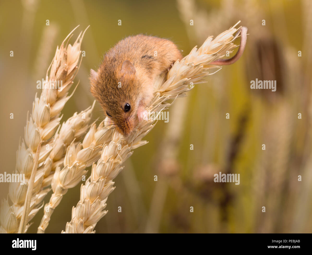 Micromys Minutus oder Harvest Maus im Weizenfeld Stockfoto