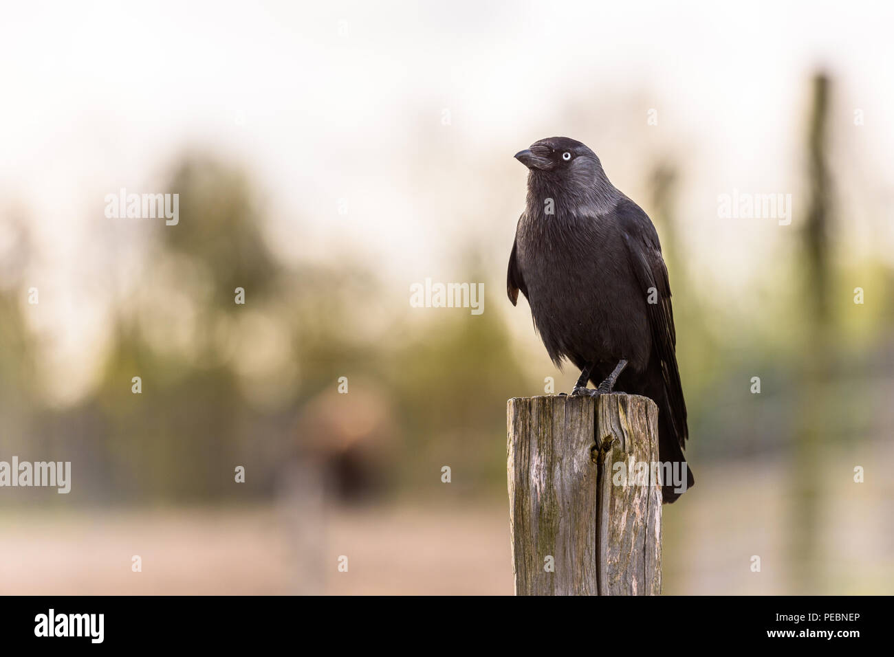 Eine schöne Dohle ist auf einer Stange auf der Suche Stockfoto