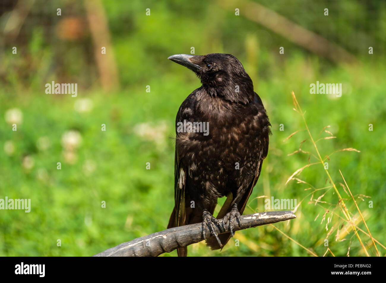 Krähe sitzt auf einem Horn von einem toten Tier Stockfoto