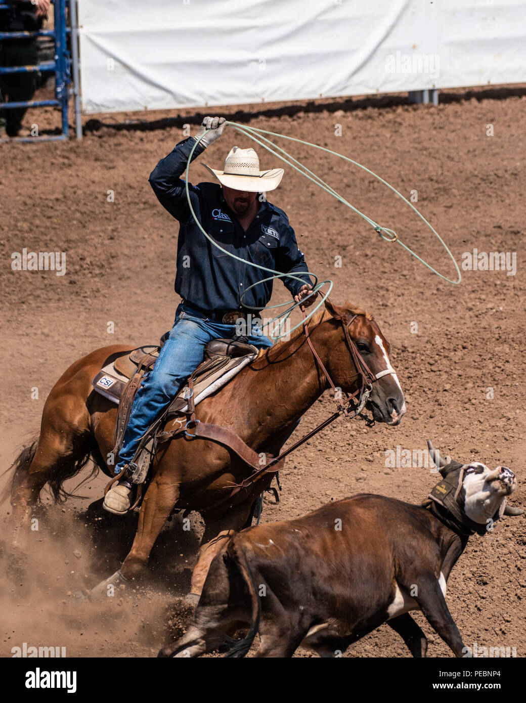 Cowboy und Pferd abschneiden Winkel von Escape für Kalb während Team Rinder roping Wettbewerb im Ventura County Fair am 12. August 2018 in Kalifornien. Stockfoto