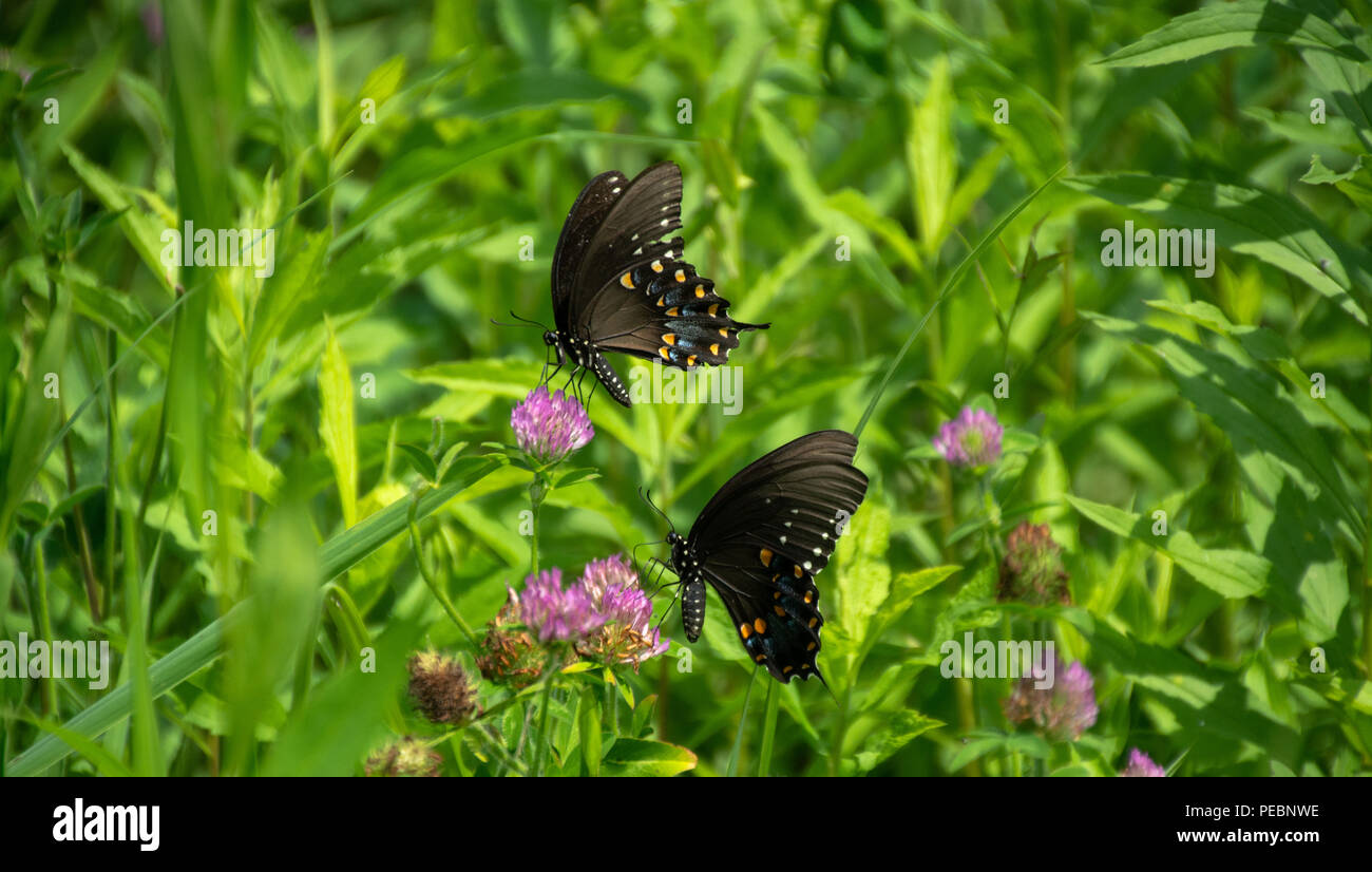 Schwalbenschwanz Schmetterlinge im ländlichen Indiana Stockfoto
