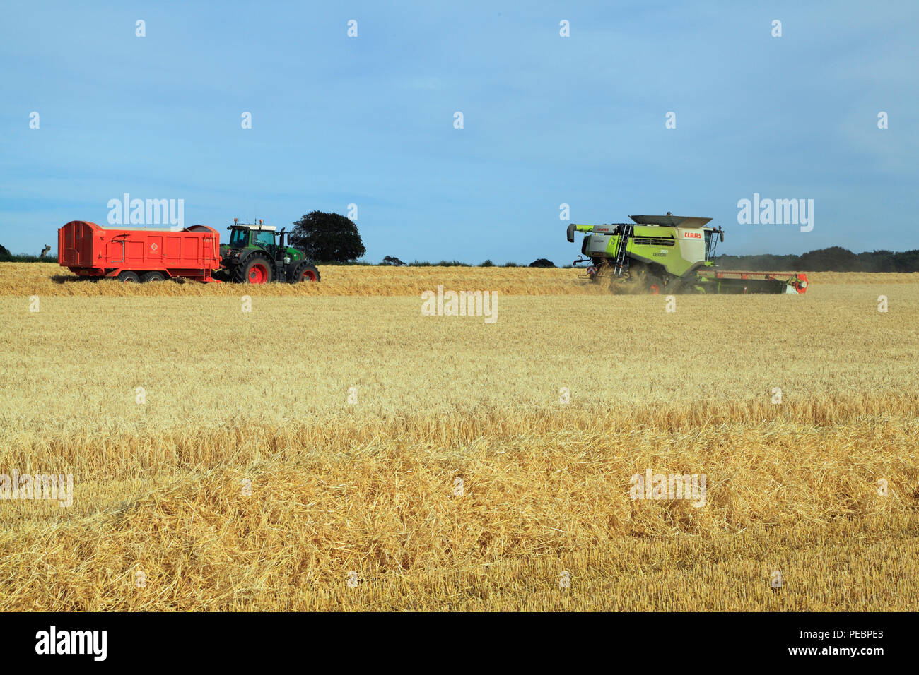 Gerste, Feld, Ernte, Harvester, Maschine, Mähdrescher, Claas Lexion 760, Landwirtschaft, Ernte, Traktor, Anhänger Stockfoto