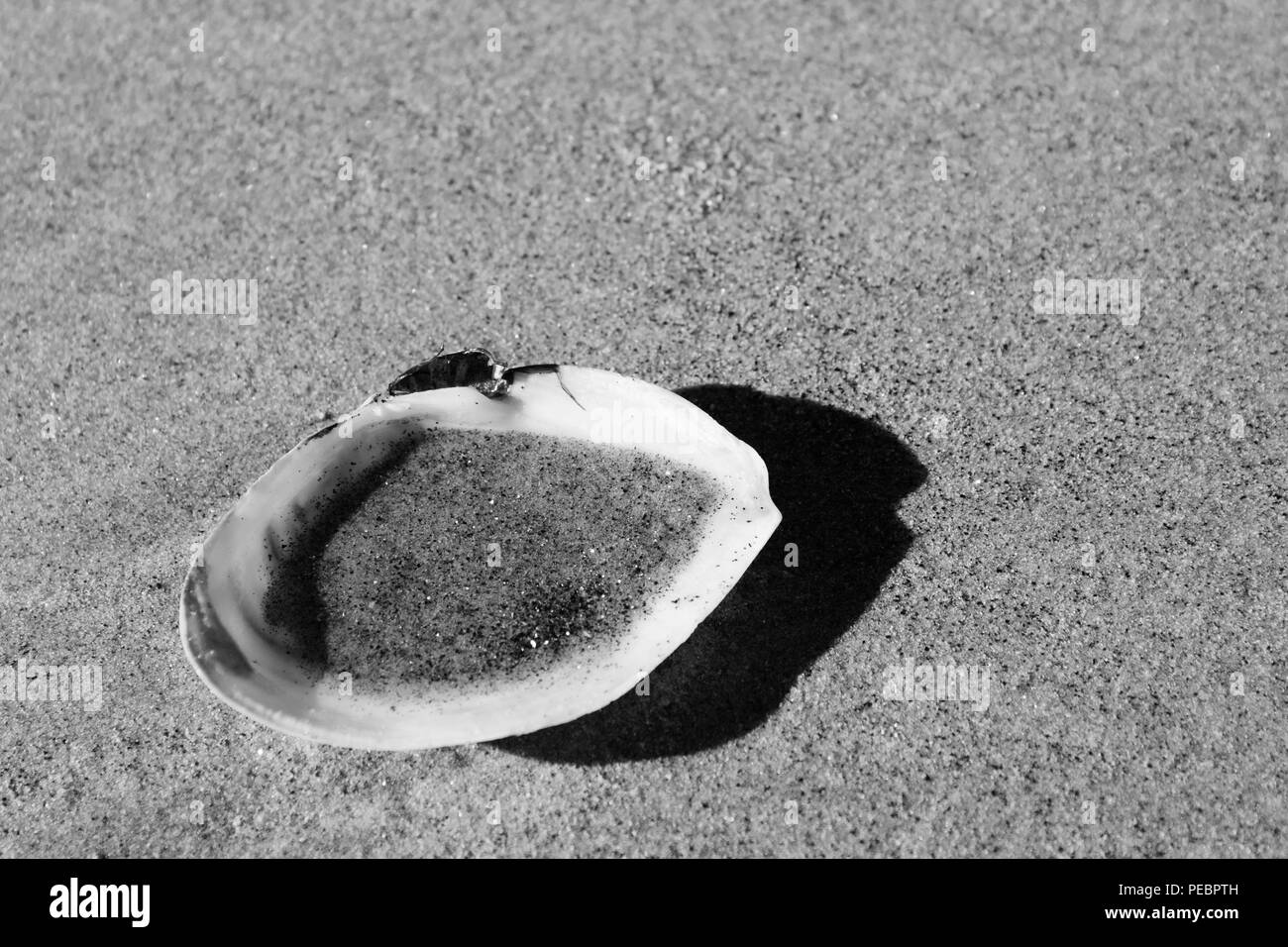 Sand gefüllt Shell am Strand Stockfoto