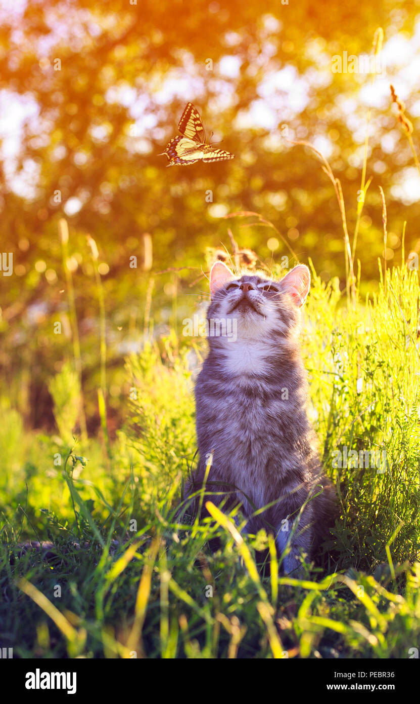 Süße gestreifte Katze beobachten einen fliegenden Schmetterling im Sommer grüne sonnige Wiese Stockfoto