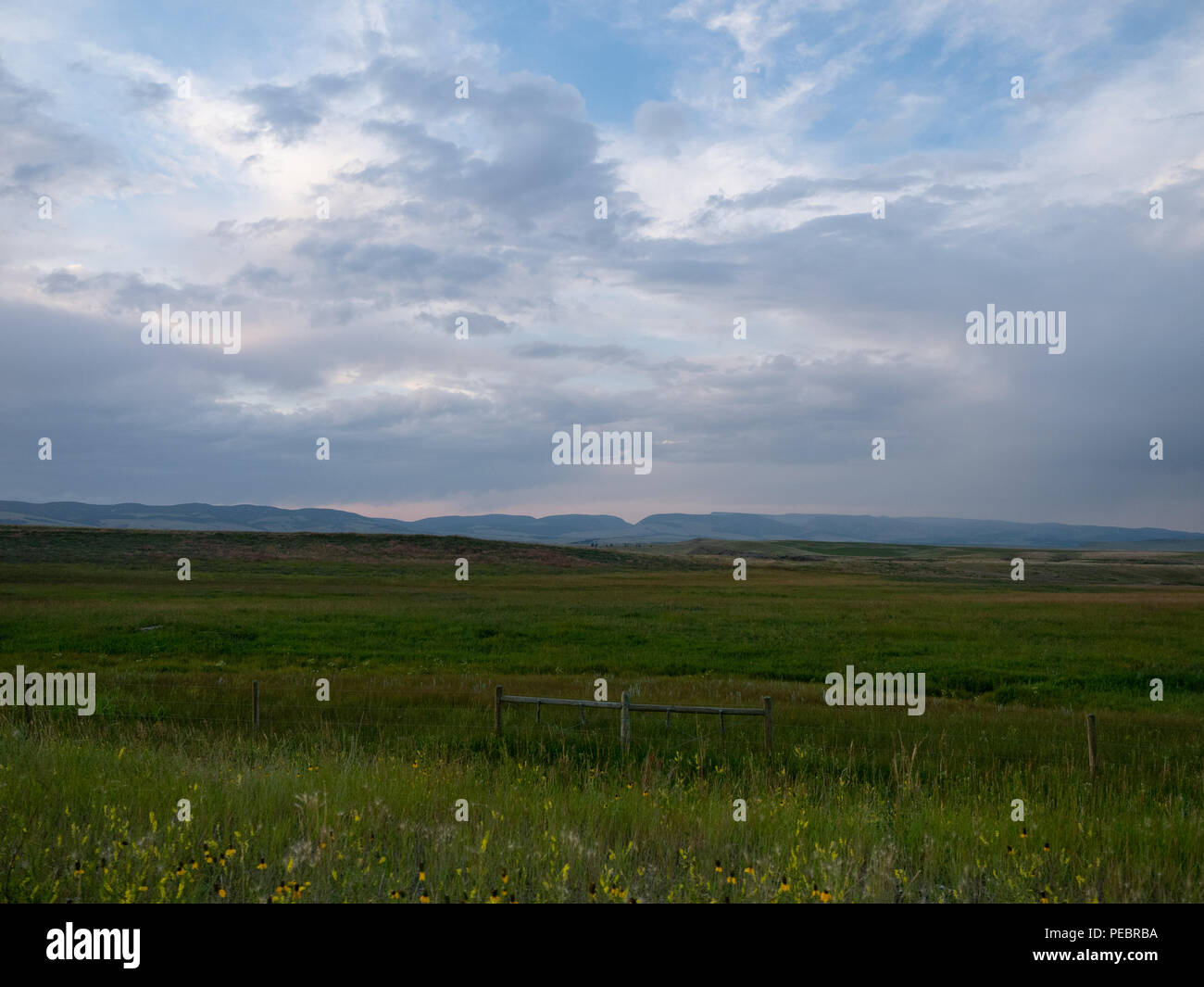 Eine große Wiese mit üppigen, grünen Gras und gelbe Prairie coneflowers im Vordergrund und ein Gebirge im Hintergrund. Bewölkter Himmel über. Stockfoto
