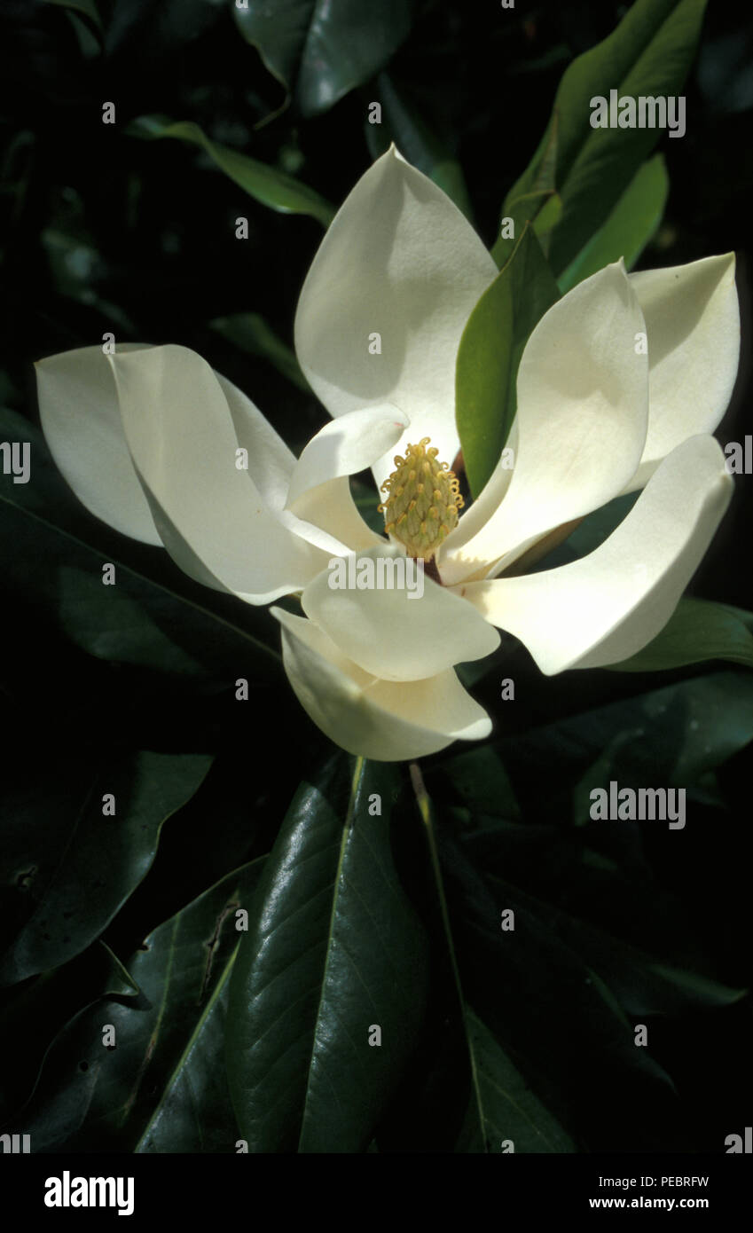 MAGNOLIA GRANDIFLORA (bekannt als AMERICAN BULL BAY, SÜDLICHEN MAGNOLIA, groß - LAUREL) Stockfoto