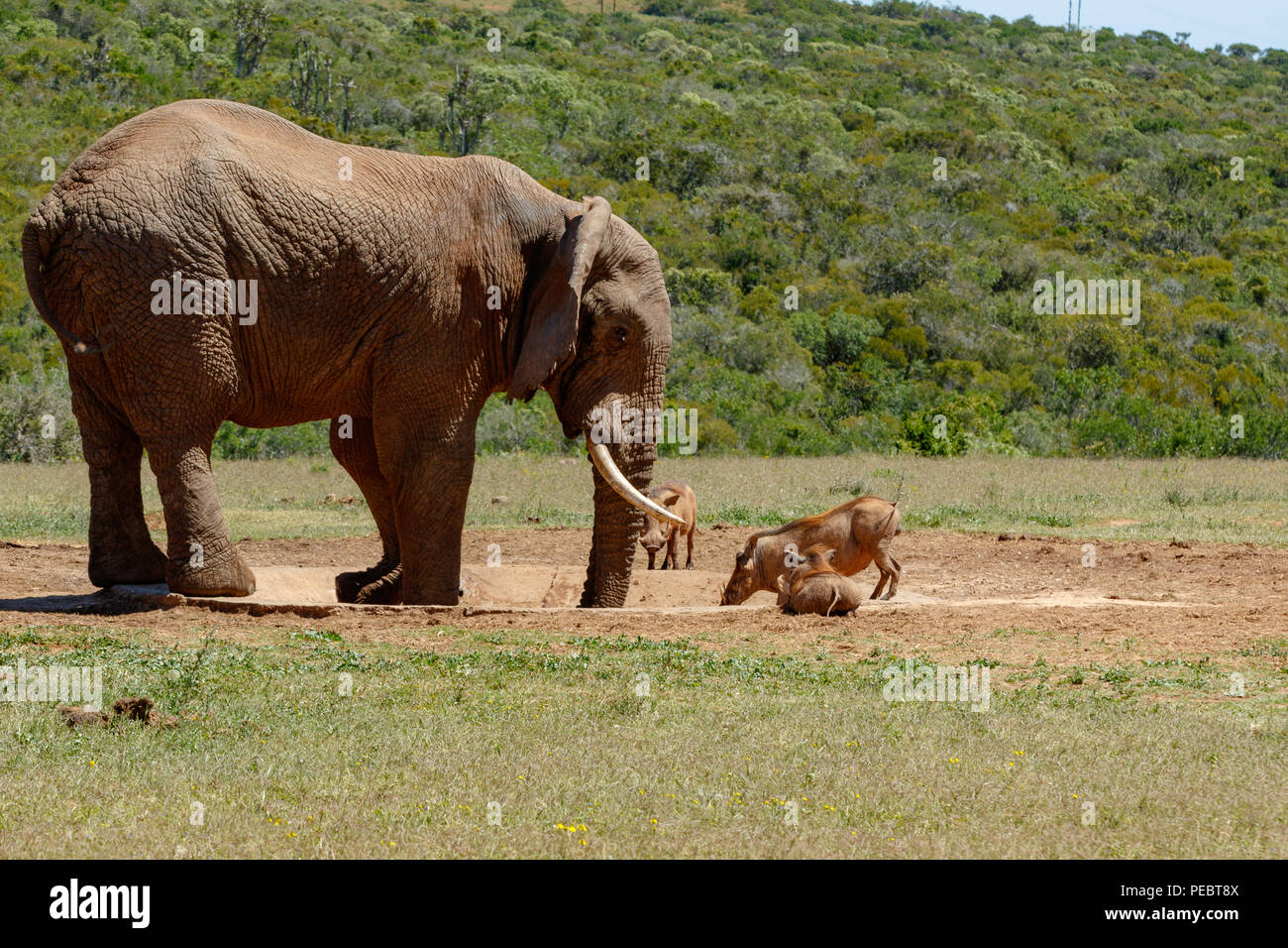 Der Elefant und Warzenschweine Trinkwasser an die Wasserstelle Stockfoto