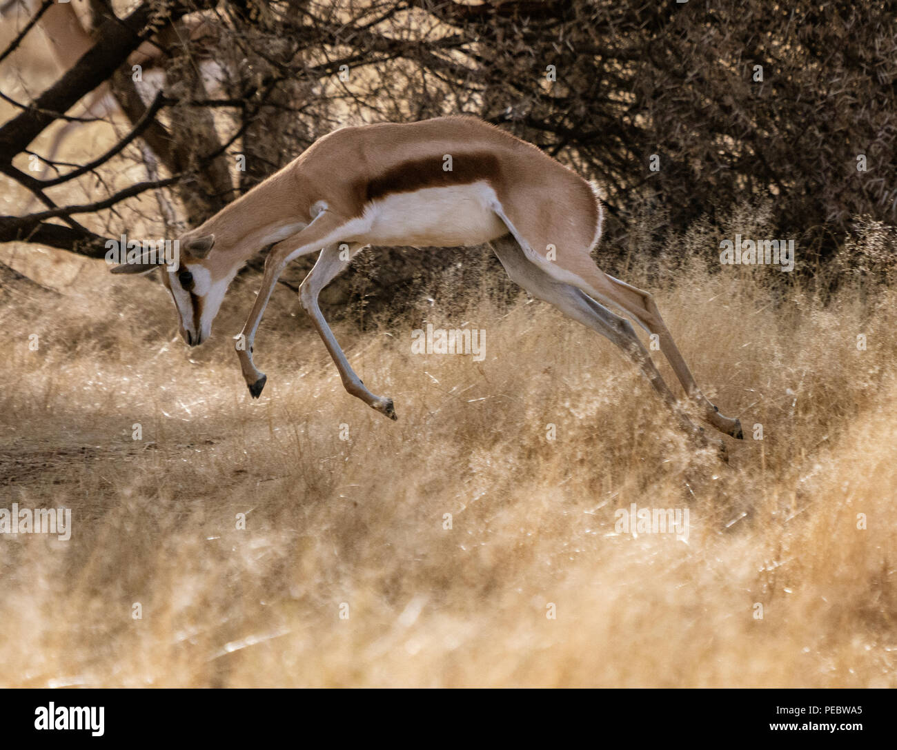 Springbock läuft durch kurzes, trockenes Gras, die zeigen, wie es gots seinen Namen in Namibia Stockfoto