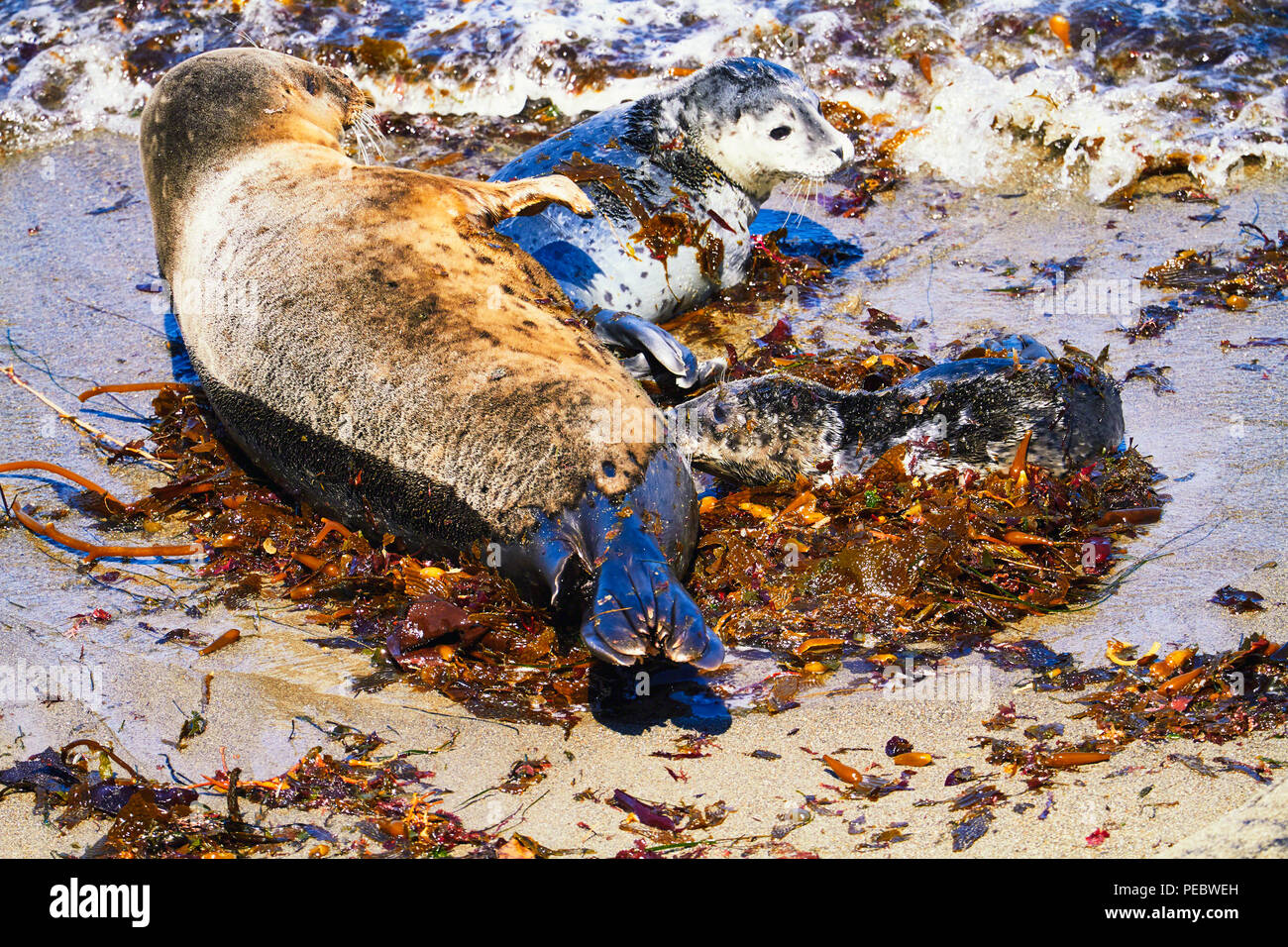 Hafen Dichtung Krankenpflege Ihr Welpe, Point Lobos, Kalifornien Stockfoto