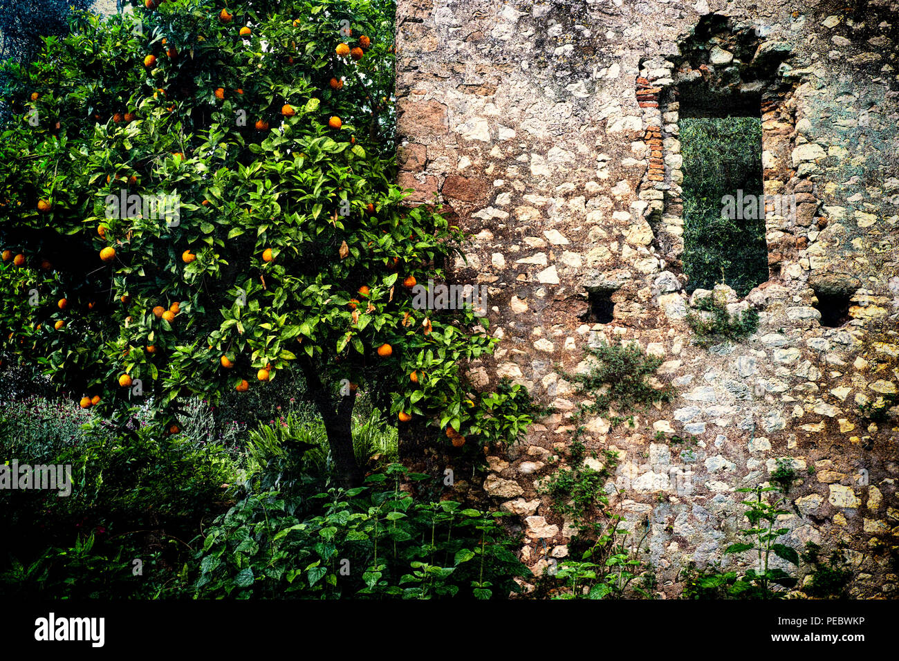 Orange Tree mit Zitrusfrüchten entlang einer zerstörten alten Gebäude, Latina, Italien Stockfoto