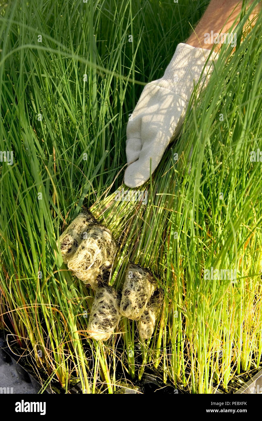 Wiederbepflanzung Strand mit Seegras Stopfen. Person hält Plug in der behandschuhten Hand in Seegras. Stockfoto