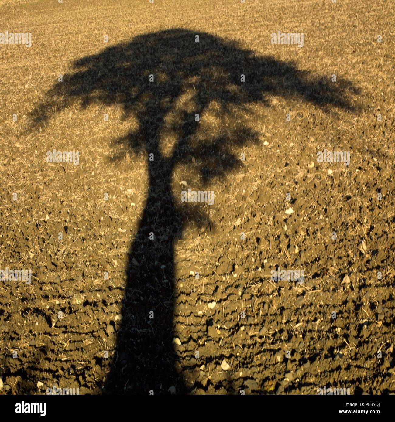 Schatten eines Baumes bei Sonnenuntergang in den Furchen des Feldes, Auvergne, Frankreich, Europa Schatten eines Baumes bei Sonnenuntergang in den Furchen des Feldes, Auvergne, Frankreich, Europa Stockfoto