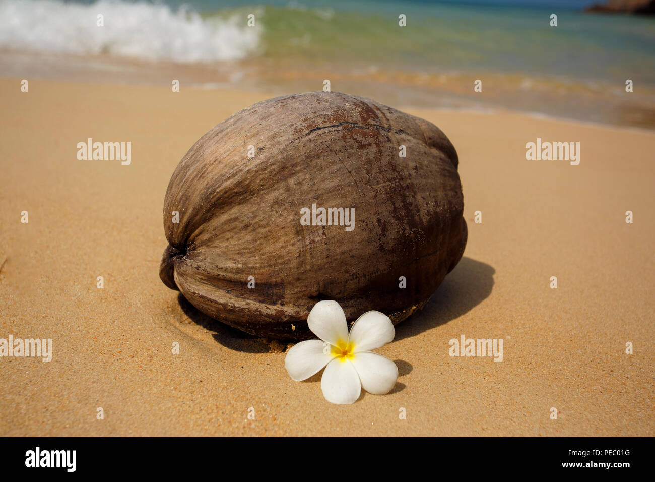 Junge Kokosnuss ont der tropischen Strand Stockfoto