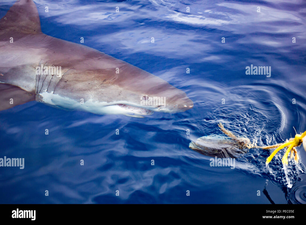 Diese great white shark, Carcharodon carcharias, fotografiert wurde zu einem schwimmenden Köder knapp unter der Oberfläche weg Insel Guadalupe, Mexiko. Stockfoto