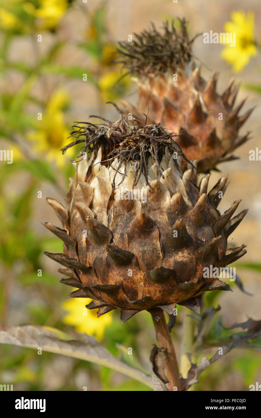 Artischocke thistle Blume links an der Pflanze, die in den Herbst getrocknete Stockfoto