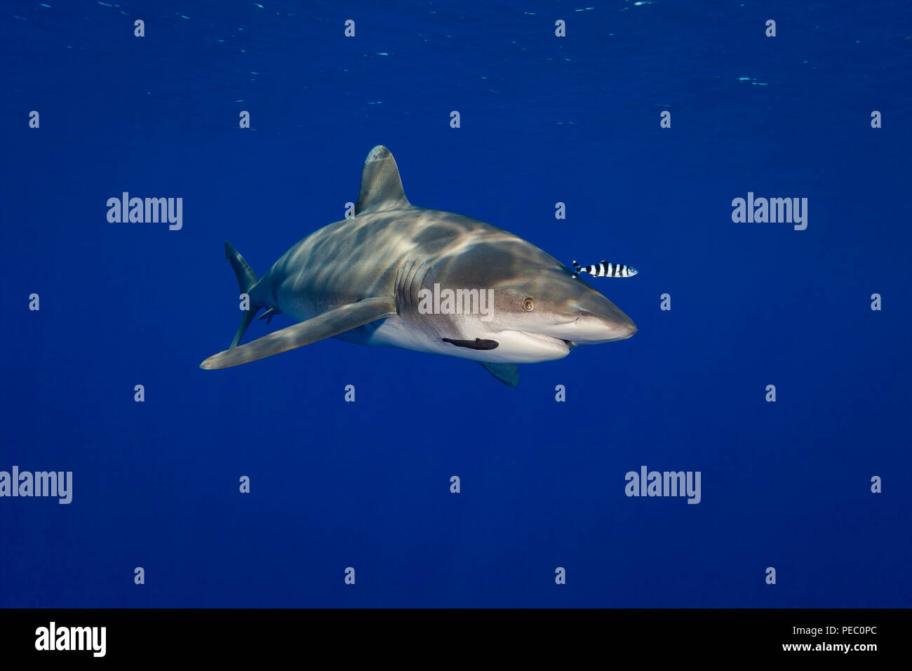 Oceanic Weißspitzen Hai, Carcharhinus Longimanus, mit Pilot Fisch- und Schiffshalter, Hawaii. Stockfoto