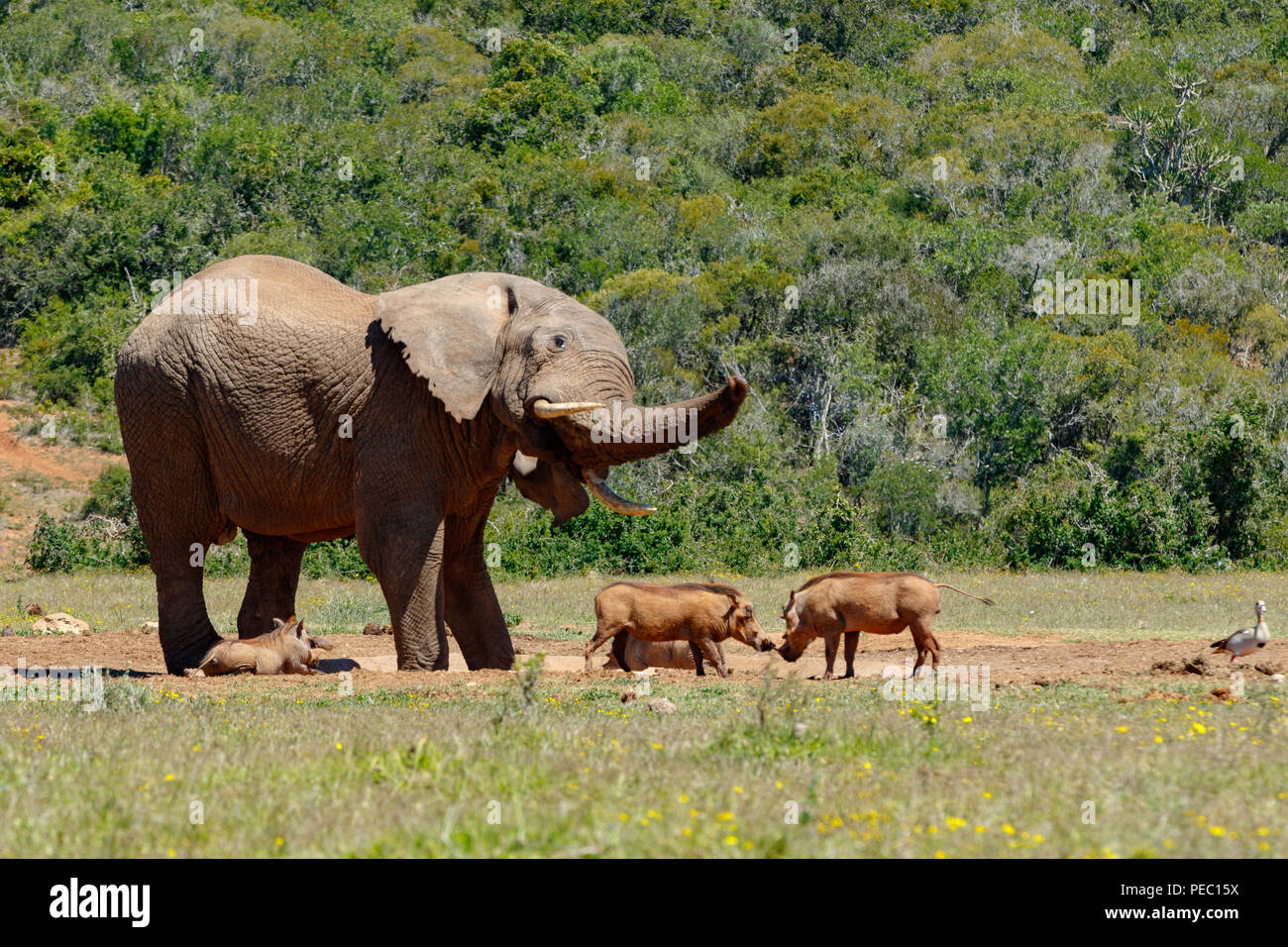 Elefanten jagen alle warzenschweine neben dem Damm in das Feld Stockfoto