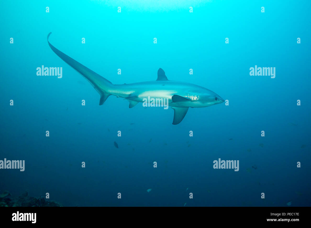 Es gibt drei Arten von Thresher Sharks alle durch die unverkennbar länglichen oberen Lappen der Schwanzflosse geprägt. Dieser, der pelagischen Schw Stockfoto