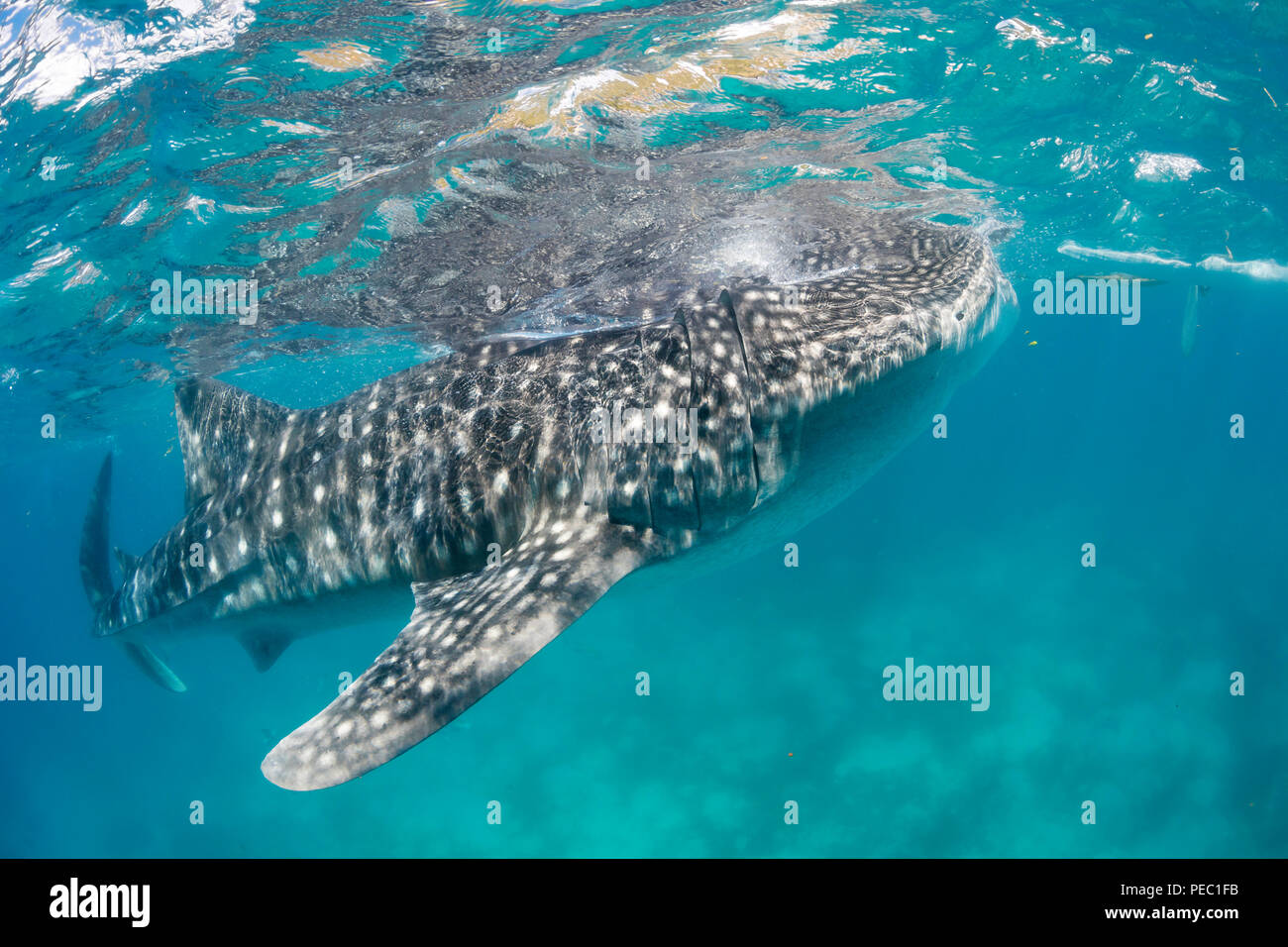 Ein Walhai, Rhiniodon Typus, mit seinen Mund offen, Filter Fütterung an der Oberfläche, Philippinen. Dies ist die weltgrößte Fischarten. Stockfoto
