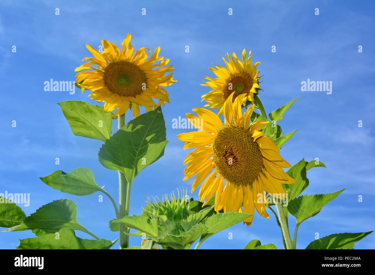 Große Sonnenblumen mit blauer Himmel Stockfoto