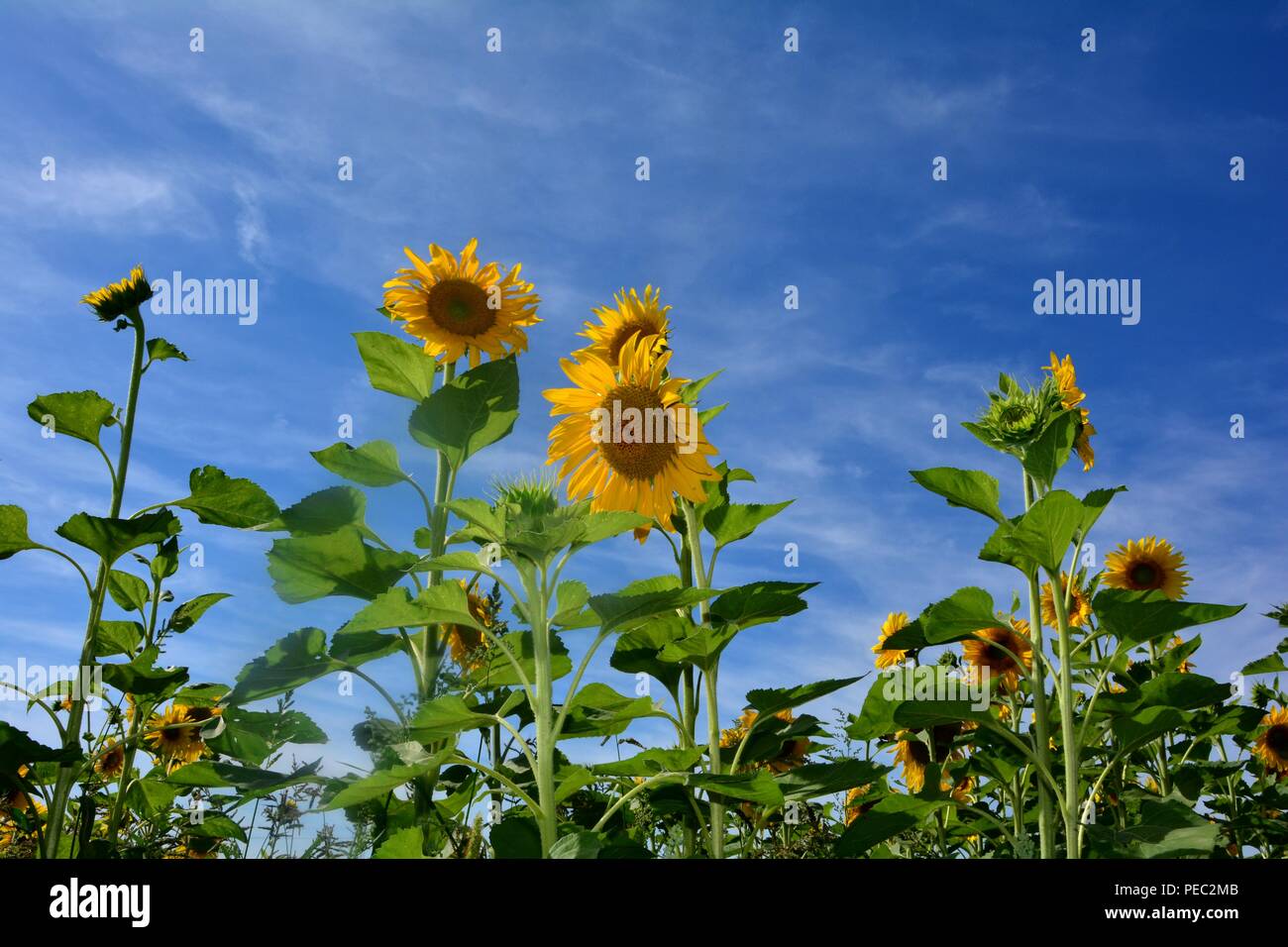 Große Sonnenblume mit blauem Himmel Stockfoto