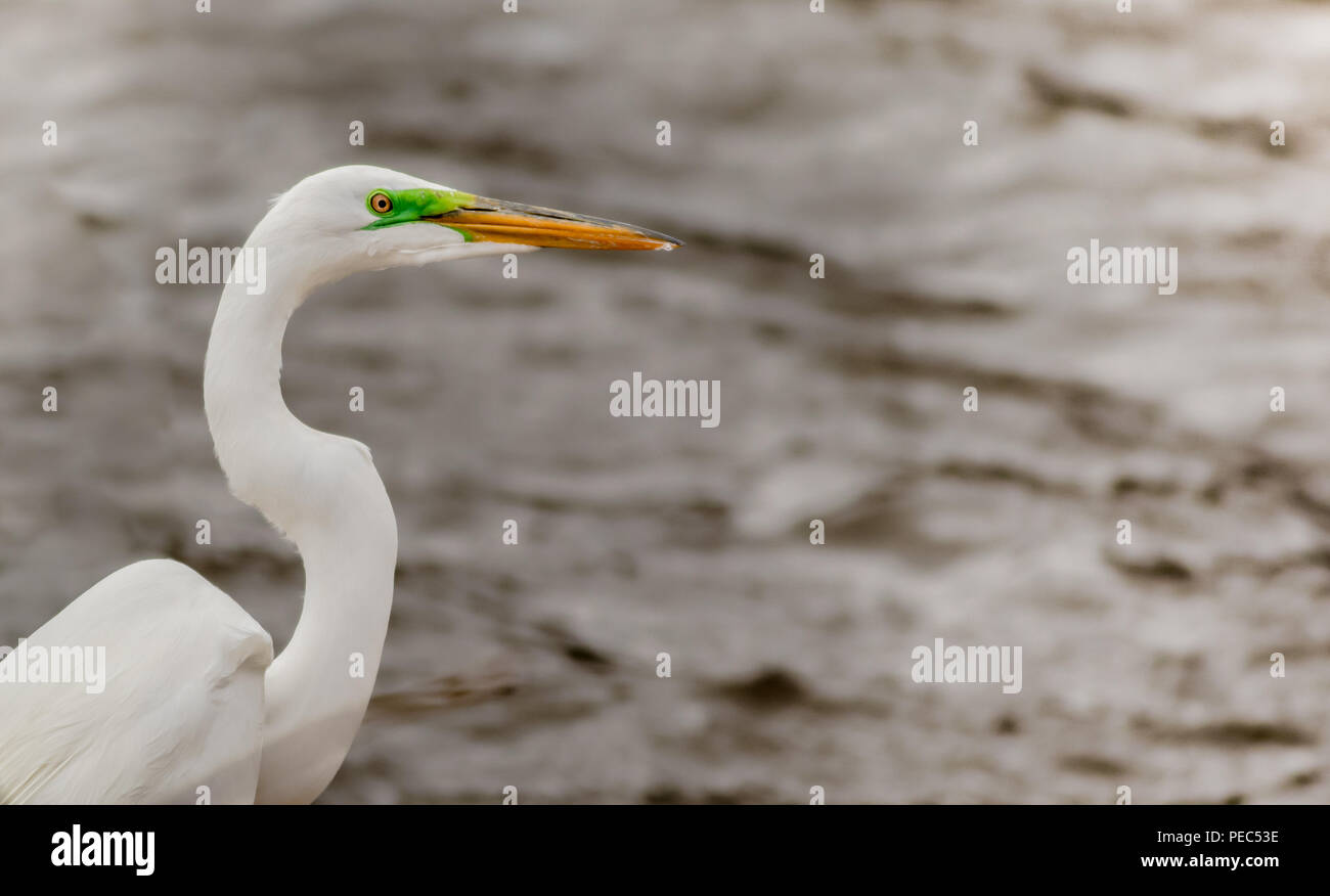 Silberreiher (Ardea alba) Profil als Er sucht für seine nächste Mahlzeit Stockfoto