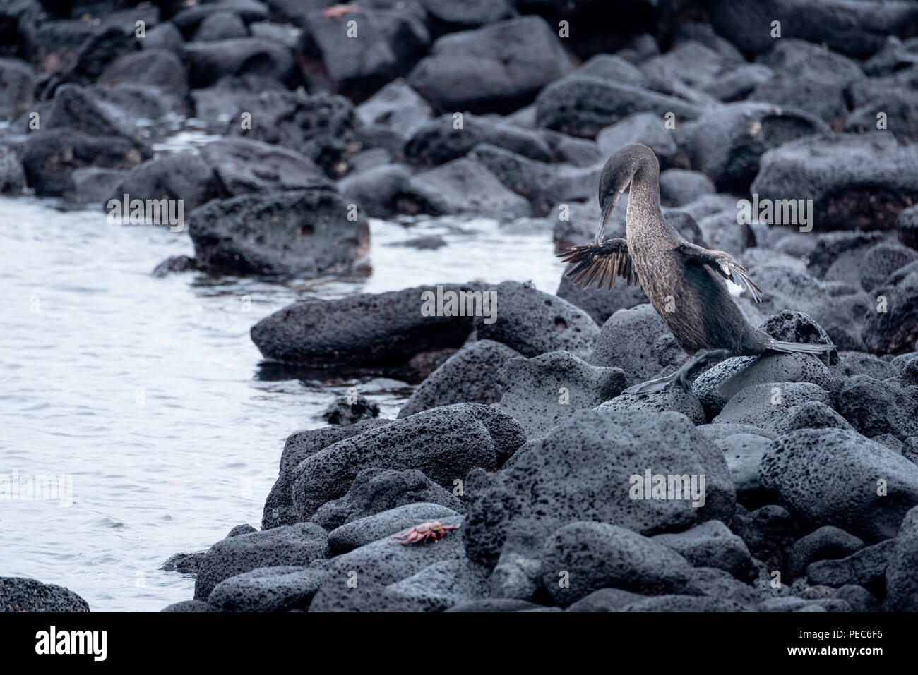 Flugunfähige Kormorane, Galápagos Stockfoto