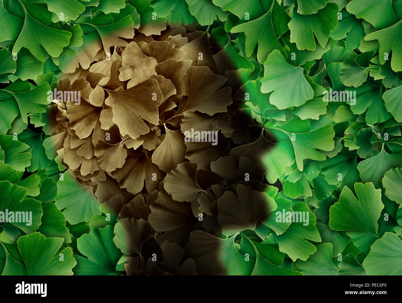Konzept Der Alzheimer Krankheit Mit Einer Ginkgo Biloba Leaf Hintergrund Und Einem Menschlichen Kopf Der Die Demenz Symptome Als Kognitiven Verlust Stockfotografie Alamy